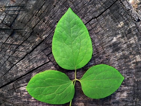 {Clematis sp}